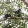 Spesies tersebut diberi nama Likweli, mengikuti sebutan yang telah lama digunakan masyarakat setempat.