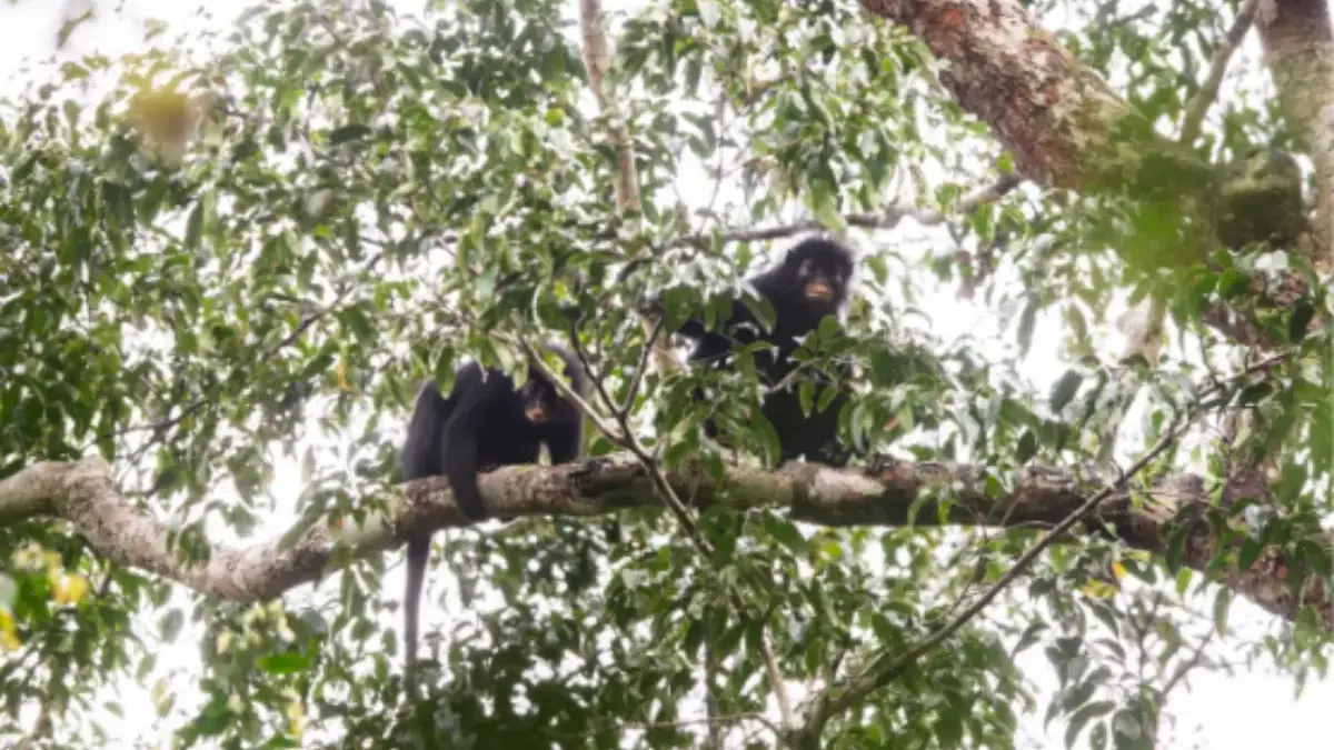 Peneliti Temukan Spesies Monyet Baru di Kongo, Likweli Miliki Ciri Fisik Unik Spesies tersebut diberi nama Likweli, mengikuti sebutan yang telah lama digunakan masyarakat setempat.