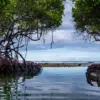 Mangrove