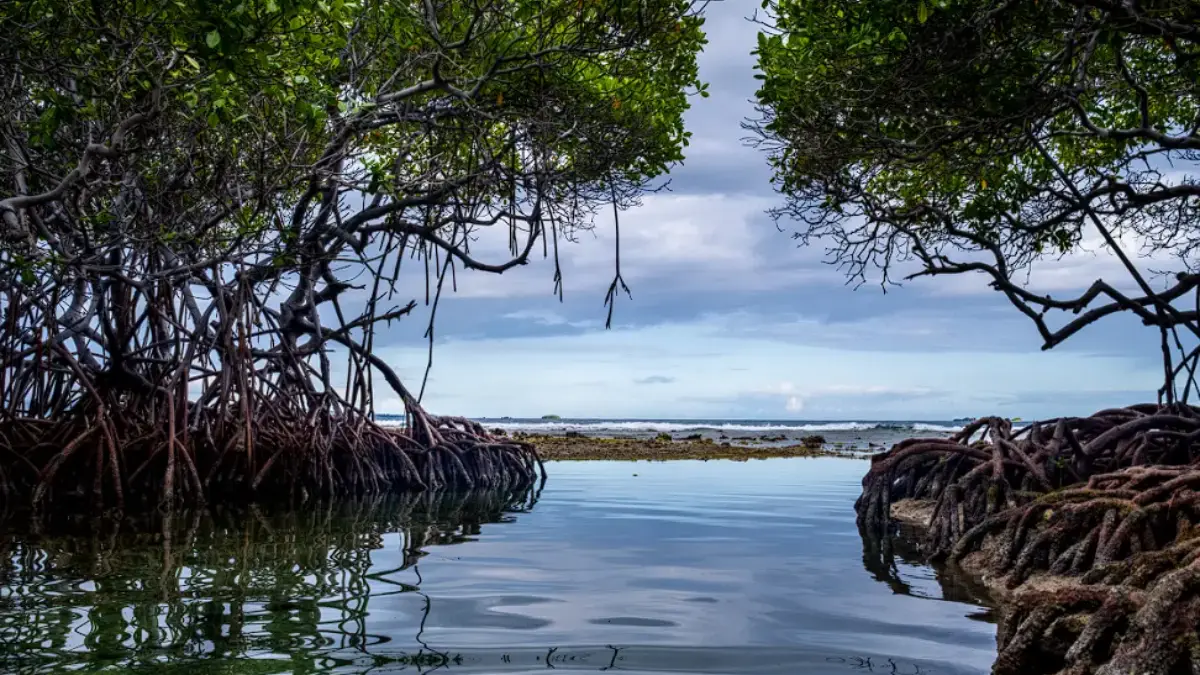 Mangrove