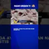 Harga Ayam Pejantan Naik Drastis