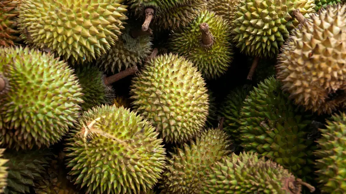 Meski tampilan luarnya terlihat menarik, kualitas daging durian di dalamnya belum tentu sesuai harapan.