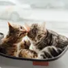 Alasan kucing menjilati kucing lain sering membuat para pemilik hewan peliharaan penasaran.