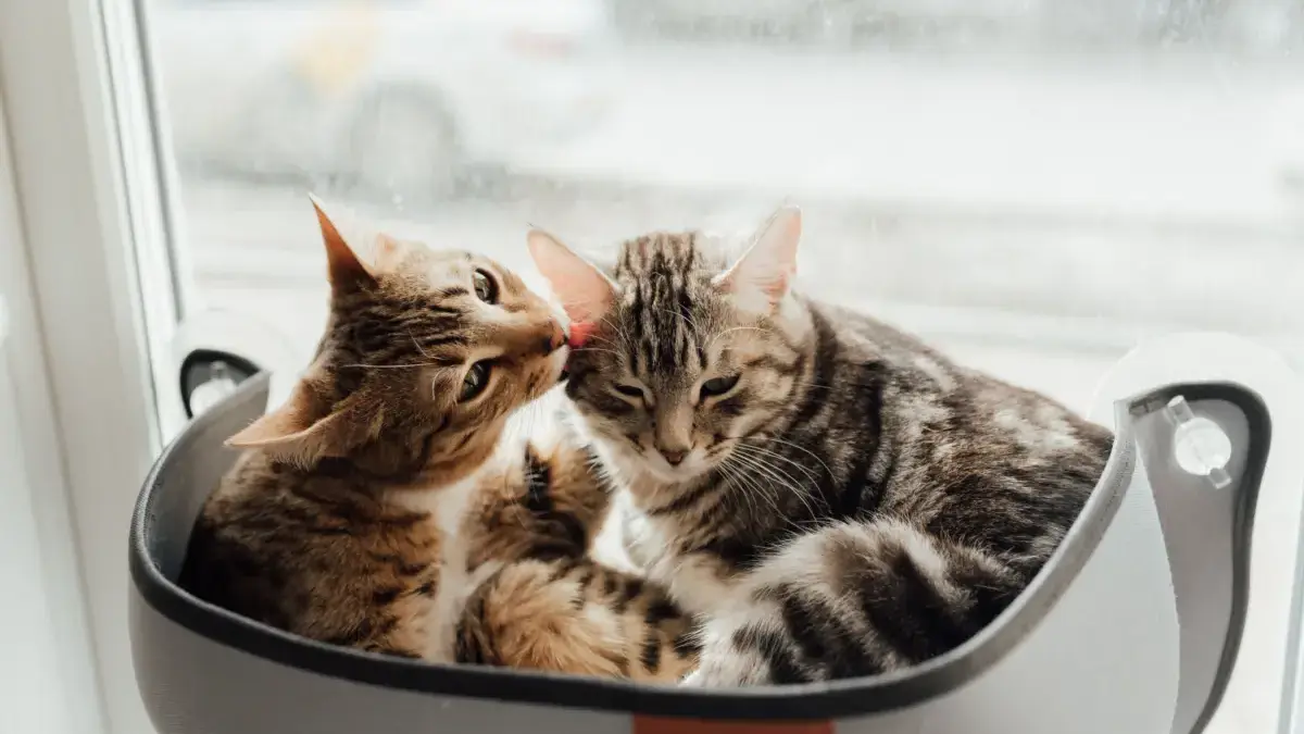 Fakta Menarik! Kucing Menjilati Kucing Lain Bukan Hanya Tanda Sayang Alasan kucing menjilati kucing lain sering membuat para pemilik hewan peliharaan penasaran.