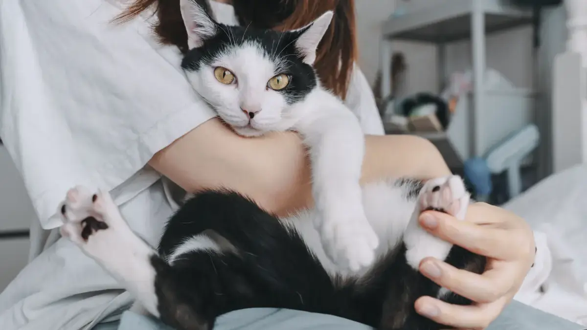 Cara Berkomunikasi dengan Kucing Lewat Bahasa Tubuh, Ini 7 Langkah yang Bisa Dicoba Dengan pendekatan yang tepat, hubungan antara pemilik dan kucing bisa menjadi lebih erat.