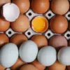 Telur merupakan salah satu sumber protein yang mudah ditemukan.