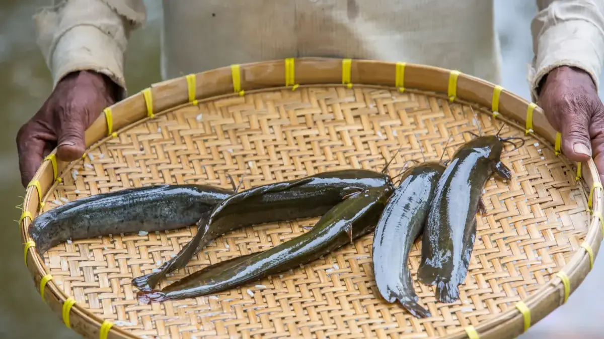 Ikan lele menjadi salah satu jenis ikan yang paling banyak dikonsumsi masyarakat Indonesia.