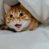 Kucing dikenal sebagai hewan yang cukup vokal.