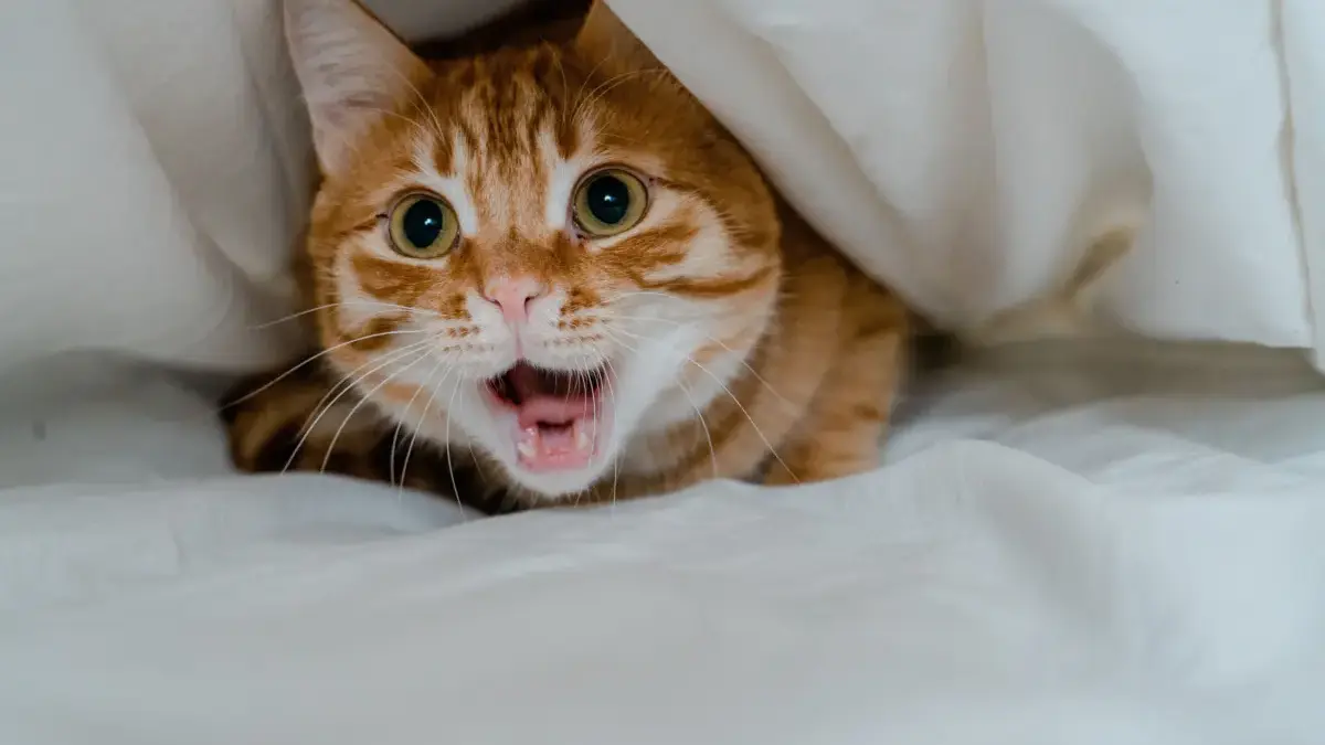 Ternyata Setiap Suara Kucing Punya Arti, Simak Penjelasannya di Sini Kucing dikenal sebagai hewan yang cukup vokal.