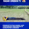 Produktivitas Panen Jadi Tantangan Pertanian di Kabupaten Cirebon