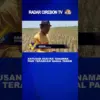 Ratusan Hektar Tanaman Padi Terancam Gagal Panen