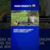 Sungai Sriganala Penuh Eceng Gondok, Warga Minta Normalisasi