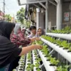 Nasabah PNM Mekaar menanam sayuran dengan sistem hidroponik di lorong kawasan padat penduduk.