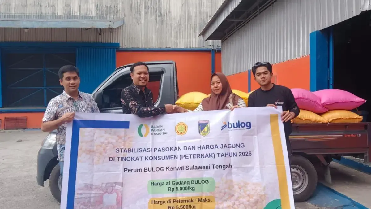 BULOG Salurkan Tambahan 150 Ribu Ton Jagung SPHP Tahap II, Peternak Mikro Jadi Prioritas Utama Peternak mikro saat menerima pasokan jagung SPHP dari BULOG.